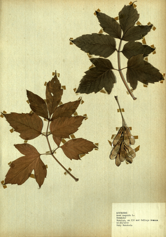 <p>Family: Aceraceae</p>
<p>Species: Acer negundo L.</p>
<p>These were found on 250 and College Avenue, Wooster.</p>
