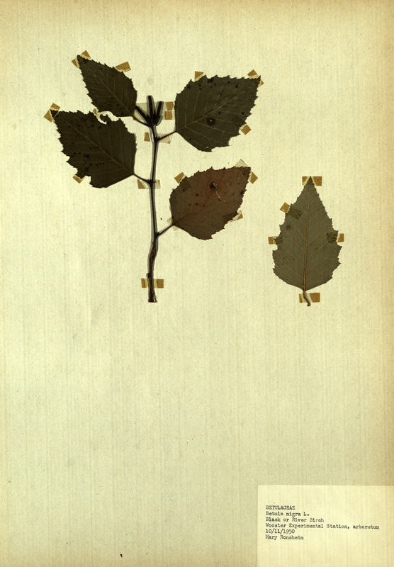 <p>Family: Betulaceae</p>
<p>Species: Betula nigra L.</p>
<p>These were found in the arboretum at the Wooster Experimental Station. The Wooster Experimental Station is now the Ohio Agricultural Research and Development Center (OARDC). The OARDC conducts research on foods, agriculture, family and the environment.</p>