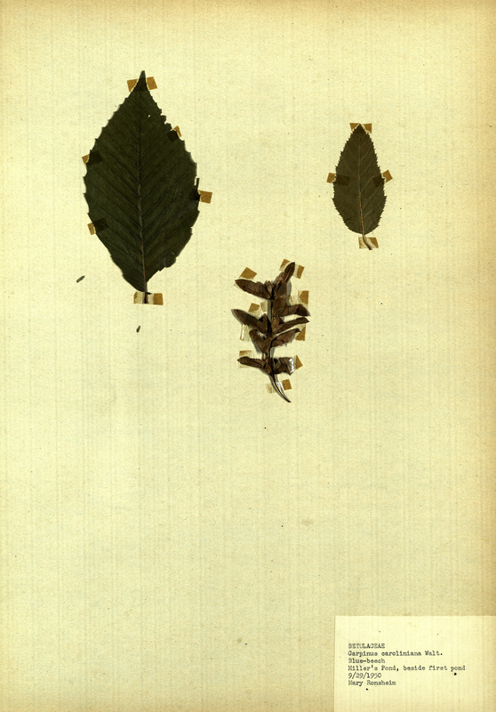 <p>Family: Betulaceae</p>
<p>Species: Carpinus caroliniana Walt.</p>
<p>These were found at Miller's Pond, beside the first pond.</p>