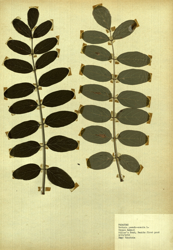 <p>Family: Fabaceae</p>
<p>Species: Robinia pseudo-acacia L.</p>
<p>These were found at Miller's Pond, specifically beside the first pond.</p>