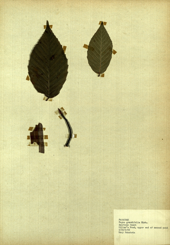 <p>Family: Fagaceae</p>
<p>Species: Fagus grandifolia Ehrh.</p>
<p>These were found at Miller's Pond, specifically towards the upper end of the second pond.</p>