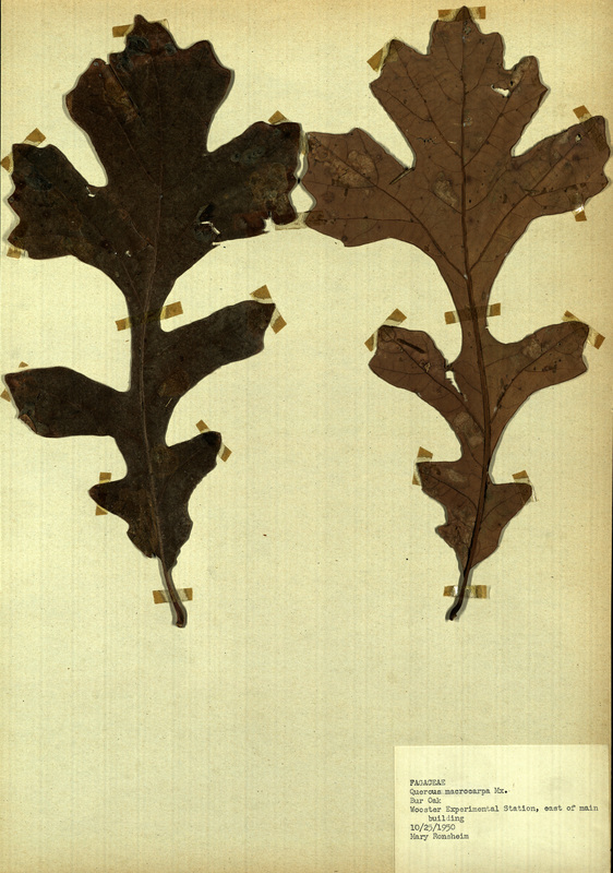 <p>Family: Fagaceae</p>
<p>Species: Quercus macrocarpa Mx.</p>
<p>These were found to the east of Wooster Experimental Station's main building. The Wooster Experimental Station is now the Ohio Agricultural Research and Development Center (OARDC). The OARDC conducts research on foods, agriculture, family and the environment.</p>