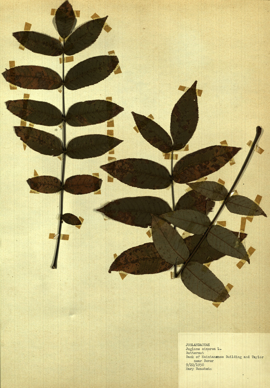 <p>Family: Juglandaceae</p>
<p>Species: Juglans cinerea L.</p>
<p>These were found to the back of the Maintanence Building and Taylor, near Bever.</p>