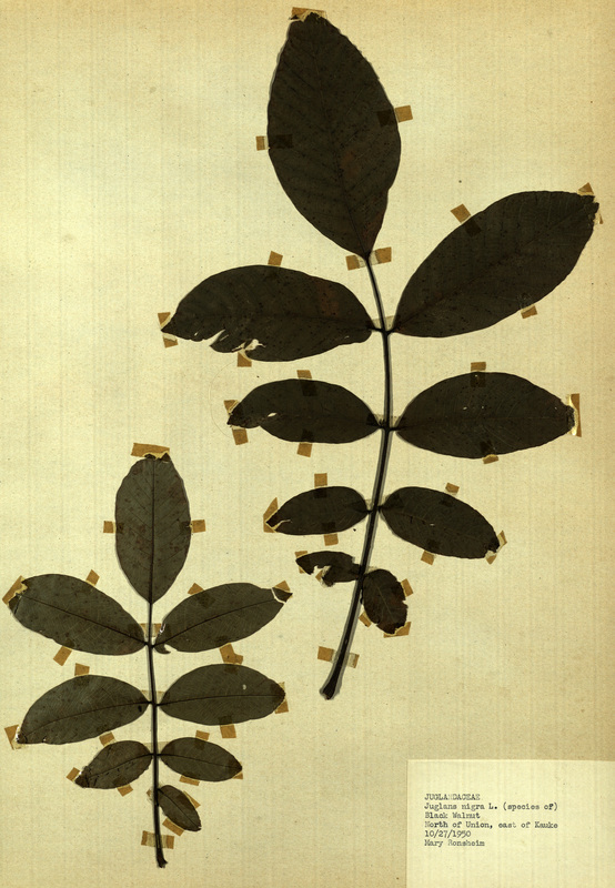 <p>Family: Juglandaceae</p>
<p>Species: Juglans nigra L. (species of)</p>
<p>These were found to the north of Union and to the east of Kauke.</p>