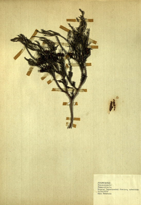 <p>Family: Juniperaceae</p>
<p>Species: Chamaecyparis</p>
<p>These were found in the arboretum at the Wooster Experimental Station. The Wooster Experimental Station is now the Ohio Agricultural Research and Development Center (OARDC). The OARDC conducts research on foods, agriculture, family and the environment.</p>