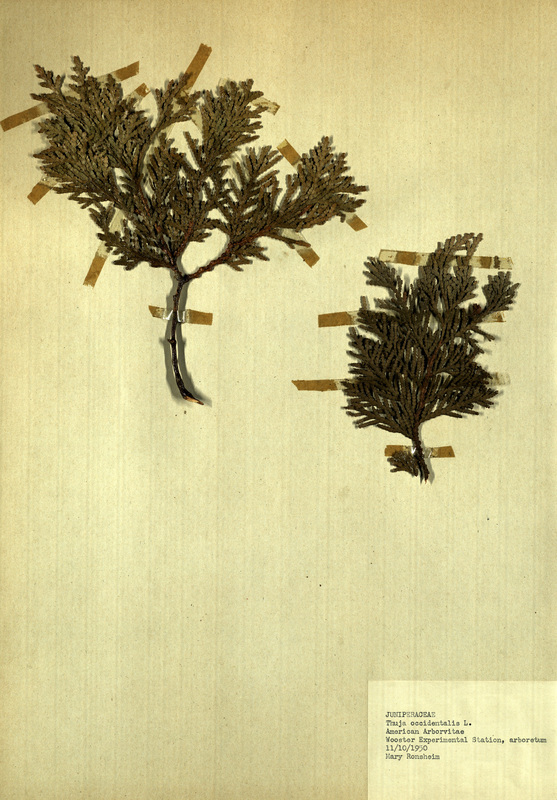 <p>Family: Juniperaceae</p>
<p>Species: Thuja occidentalis L.</p>
<p>These were found in the arboretum at the Wooster Experimental Station. The Wooster Experimental Station is now the Ohio Agricultural Research and Development Center (OARDC). The OARDC conducts research on foods, agriculture, family and the environment.</p>
