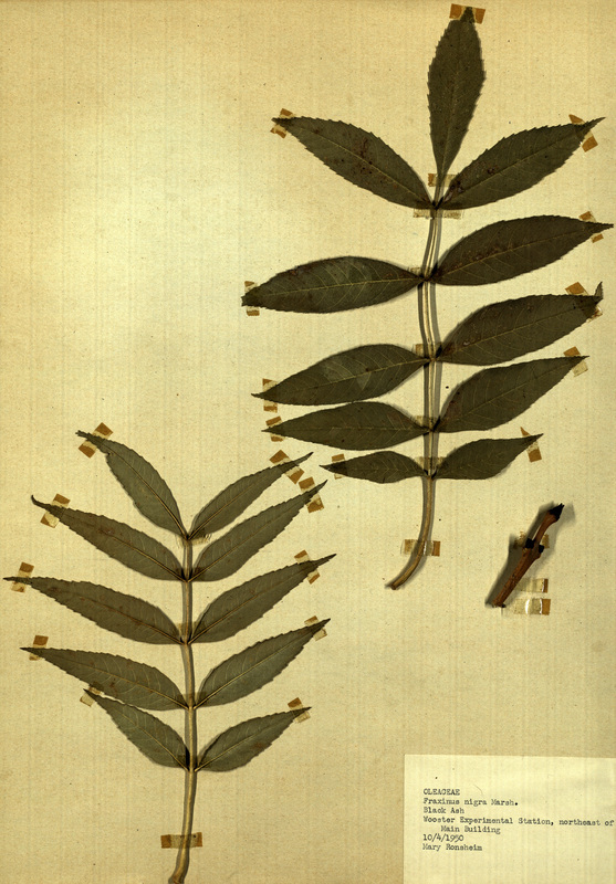 <p>Family: Oleaceae</p>
<p>Species: Fraxinus nigra Marsh.</p>
<p>These were found to the northeast of Wooster Experimental Station's Main Building. The Wooster Experimental Station is now the Ohio Agricultural Research and Development Center (OARDC). The OARDC conducts research on foods, agriculture, family and the environment.</p>