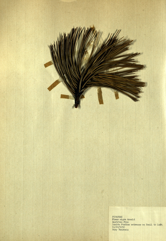 <p>Family: Pinaceae</p>
<p>Species: Pinus nigra Arnold</p>
<p>These were found inside the Stadium entrance on Beall to the left.</p>