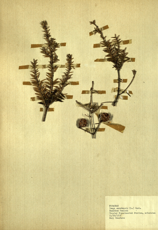 <p>Family: Pinaceae</p>
<p>Species: Tauga canadensis (L.) Carr.</p>
<p>These were found in the arboretum at the Wooster Experimental Station. The Wooster Experimental Station is now the Ohio Agricultural Research and Development Center (OARDC). The OARDC conducts research on foods, agriculture, family and the environment.</p>