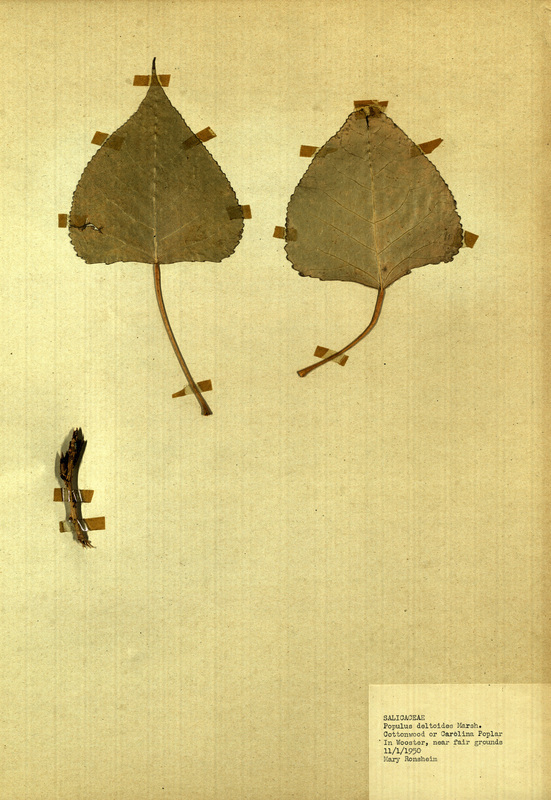 <p>Family: Salicaceae</p>
<p>Species: Populus deltoides Marsh.</p>
<p>These were found near the fair grounds in Wooster.</p>