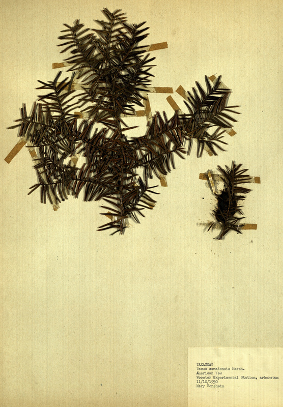 <p>Family: Taxaceae</p>
<p>Species: Taxus canadensis Marsh.</p>
<p>These were found in the arboretum at the Wooster Experimental Station. The Wooster Experimental Station is now the Ohio Agricultural Research and Development Center (OARDC). The OARDC conducts research on foods, agriculture, family and the environment.</p>