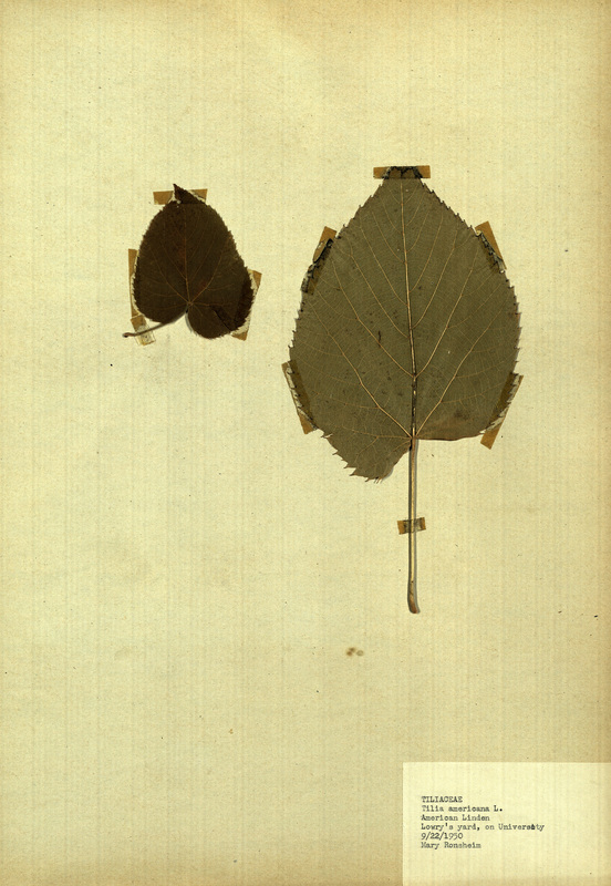 <p>Family: Tiliaceae</p>
<p>Species: Tilia americana L.</p>
<p>These were found at Lowry's yard, on University Street.</p>