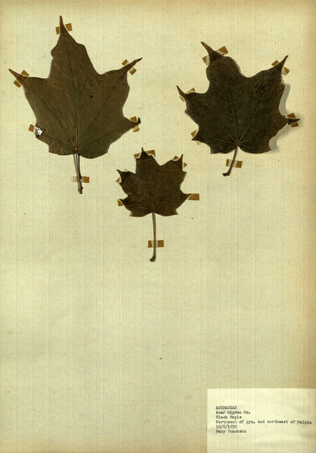 <p>Family: Acersceae</p>
<p>Species: Acer nigrum Mx.</p>
<p>These were found northwest of the gymnasium and northeast of Galpin, on campus.</p>