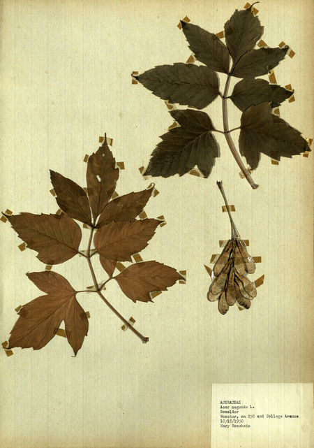 <p>Family: Aceraceae</p>
<p>Species: Acer negundo L.</p>
<p>These were found on 250 and College Avenue, Wooster.</p>