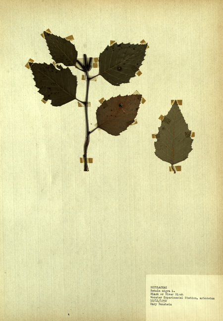 <p>Family: Betulaceae</p>
<p>Species: Betula nigra L.</p>
<p>These were found in the arboretum at the Wooster Experimental Station. The Wooster Experimental Station is now the Ohio Agricultural Research and Development Center (OARDC). The OARDC conducts research on foods, agriculture, family and the environment.</p>