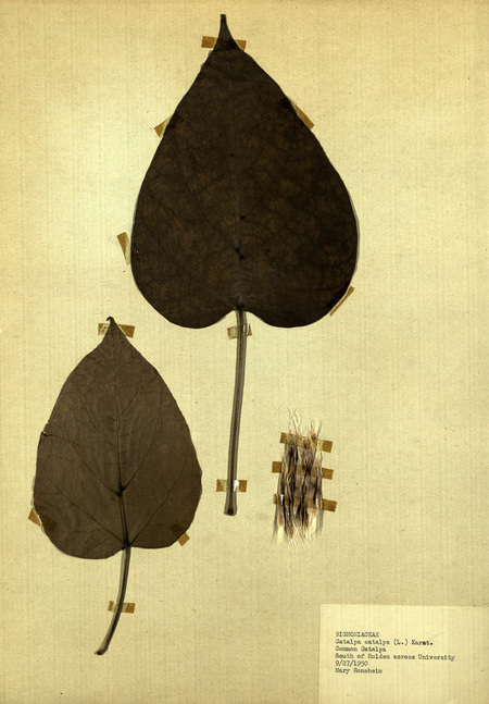 <p>Family: Bignoniaceae</p>
<p>Species: Catalpa catalpa (L.) Karat.</p>
<p>These were found to the south of Holden, across from University Street.</p>