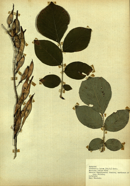 <p>Family: Fabaceae</p>
<p>Species: Cladrastis lutea (Mx.f.) Koch.</p>
<p>These were found to the northwest of Wooster Experimental Station's Main Building. The Wooster Experimental Station is now the Ohio Agricultural Research and Development Center (OARDC). The OARDC conducts research on foods, agriculture, family and the environment.</p>