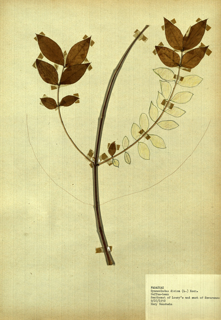 <p>Family: Fabaceae</p>
<p>Species: Gymnocladus dioica (L.) Koch.</p>
<p>These were found to the southwest of Lowry and to the east of Severence Hall.</p>