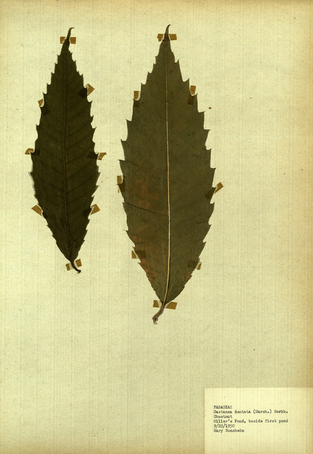 <p>Family: Fagaceae</p>
<p>Species: Castanea dentata (Marsh.) Borkh.</p>
<p>These were found at Miller's Pond, specifically, beside the first pond.</p>