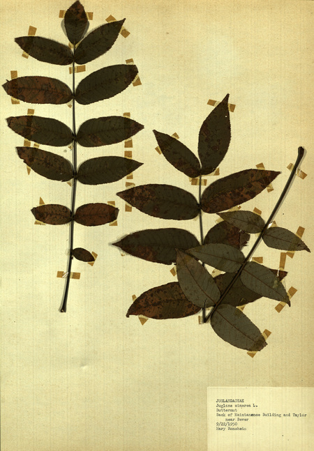 <p>Family: Juglandaceae</p>
<p>Species: Juglans cinerea L.</p>
<p>These were found to the back of the Maintanence Building and Taylor, near Bever.</p>