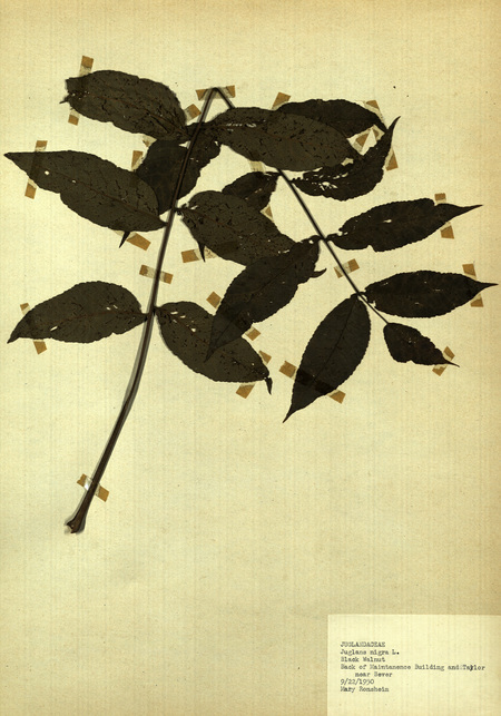 <p>Family: Juglandaceae</p>
<p>Species: Juglans nigra L.</p>
<p>These were found to the back of the Maintanence Building and Taylor, near Bever.</p>