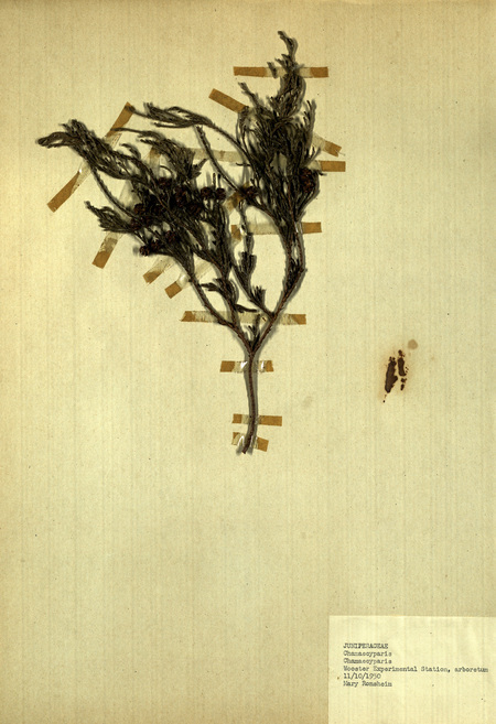 <p>Family: Juniperaceae</p>
<p>Species: Chamaecyparis</p>
<p>These were found in the arboretum at the Wooster Experimental Station. The Wooster Experimental Station is now the Ohio Agricultural Research and Development Center (OARDC). The OARDC conducts research on foods, agriculture, family and the environment.</p>