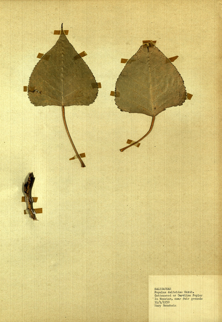 <p>Family: Salicaceae</p>
<p>Species: Populus deltoides Marsh.</p>
<p>These were found near the fair grounds in Wooster.</p>