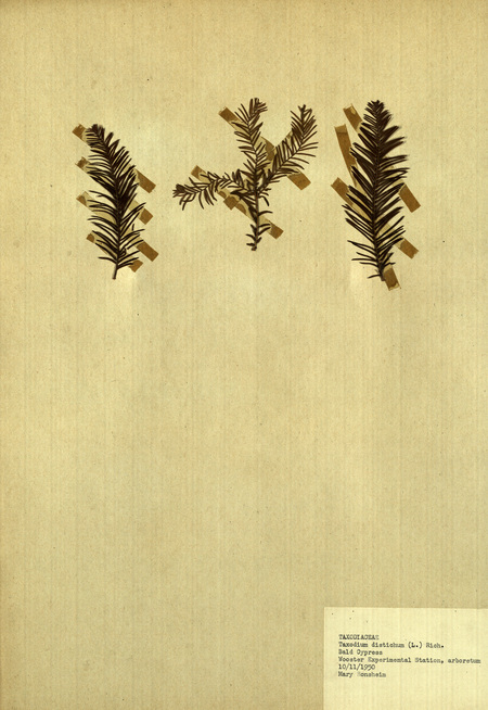 <p>Family: Taxodiaceae</p>
<p>Species: Taxodium distichum (L.) Rich.</p>
<p>These were found in the arboretum at the Wooster Experimental Station. The Wooster Experimental Station is now the Ohio Agricultural Research and Development Center (OARDC). The OARDC conducts research on foods, agriculture, family and the environment.</p>