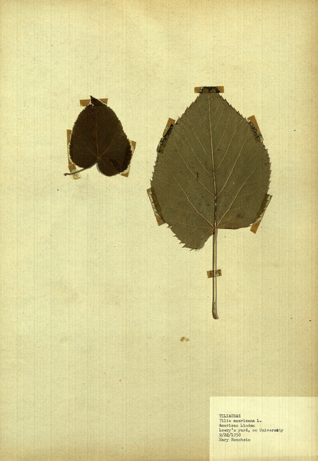 <p>Family: Tiliaceae</p>
<p>Species: Tilia americana L.</p>
<p>These were found at Lowry's yard, on University Street.</p>